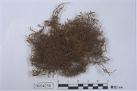 藏品(鐘狀扁萼蘚)的圖片